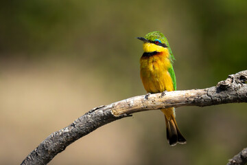 Little bee-eater on dry branch with catchlight