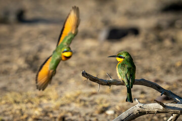 Little bee-eater flies toward another on branch