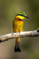 Little bee-eater with bright catchlight cocks head