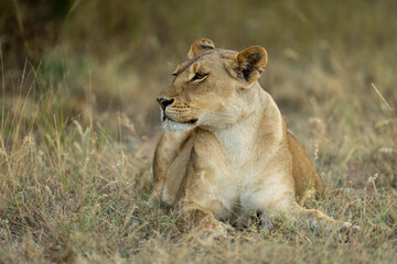 Lioness with catchlight lies in short grass