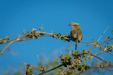 Lilac-breasted roller sits on branch turning head