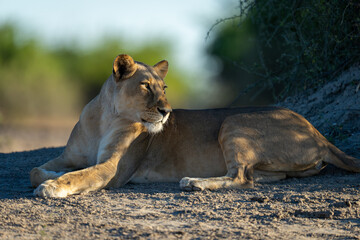 Lioness lies beside bush looking over shoulder