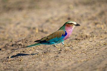 Lilac-breasted roller with catchlight jumping across track