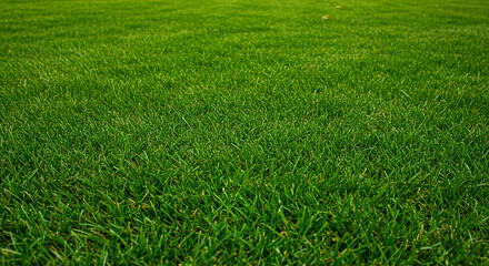 Fresh green grass field background. Natural lawn texture closeup view. Sports ground, golf course, football stadium surface. Summer backyard, garden landscape. Clean environment with copy space