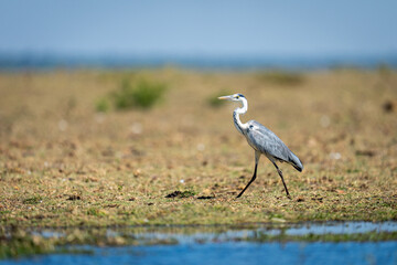 Grey heron strides along riverbank in sunshine