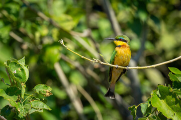 Little bee-eater with catchlight on curved twig