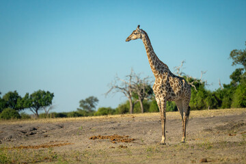 Female southern giraffe stands on sloping riverbank