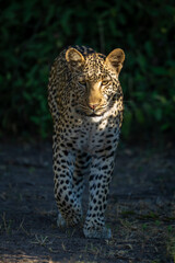 Female leopard walks toward camera in sunshine