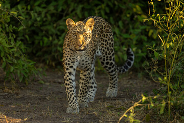 Female leopard walks through bushes in sunshine