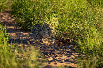 Female leopard with catchlight crawls through bushes