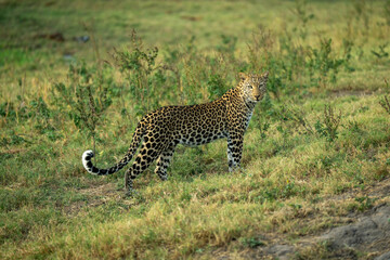 Female leopard stands on riverbank watching camera