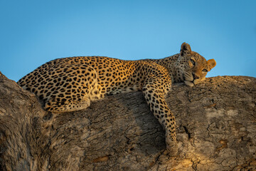 Female leopard lies on branch against sky