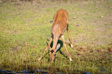 Female impala stands splaying forelegs to drink