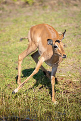 Female impala jumps from river drooling water
