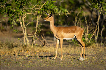 Female impala stands in profile by bushes