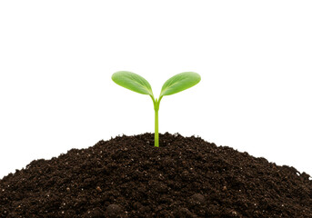 Isolated Young Sprout on Top of Soil