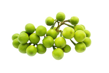 Turkey berry on isolated transparent background