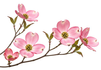 Isolated Group of Pink Dogwood Flowers