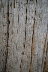 Richmond Park. Time Imprint on Wood