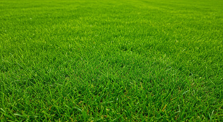 Fototapeta premium Fresh green grass field with short trimmed lawn. Natural grass texture background for sport, golf, football, soccer. Spring and summer landscaping. Outdoor green carpet view