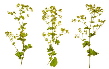 Alchemilla mollis  (c) - .common name Lady's Mantle.  photographed from the side on, with stems and leaves. Isolated, PNG file.
