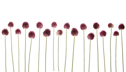 Allium sphaerocephalon (round-headed leek). flower heads and stems photographed from the side on. Isolated, PNG file. 