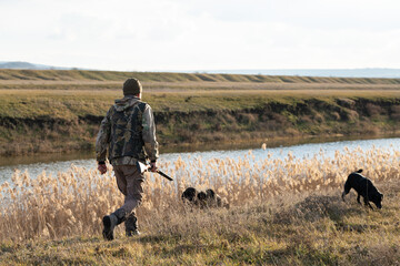 Mature hunter man holding a shotgun and walking through a field