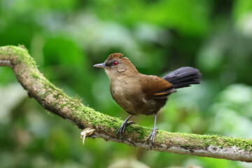 White-shouldered Fire-eye on a branch in the Atlantic rainforest in Brazil