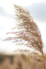 Obraz premium Close-up of pampas grass against the bright sky. The delicate beige strands of wild grass are captured in soft focus, creating a dreamy and serene atmosphere.