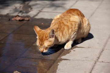 Red street cat laps water from a puddle