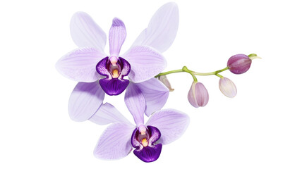 Zygopetalum Orchid flowers