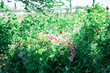 熱海の美しい庭園と海の風景
