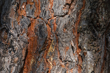 background texture of the bark of a large pine tree trunk