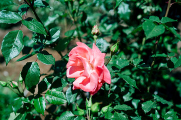 熱海の美しい庭園と海の風景