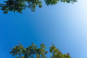 Serene Blue Sky Framed by Lush Greenery in Nature