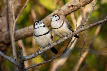 A pair of double-barred finches perched on a branch 