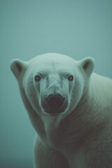 Obraz premium Majestic polar bear gazes intently, showcasing striking features