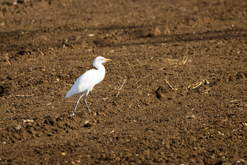 Garcilla Bueyera buscando alimento en un terreno de cultivo en la isla de Gran Canaria, España