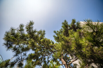 Serene Pine Tree Canopy Against a Clear Blue Sky