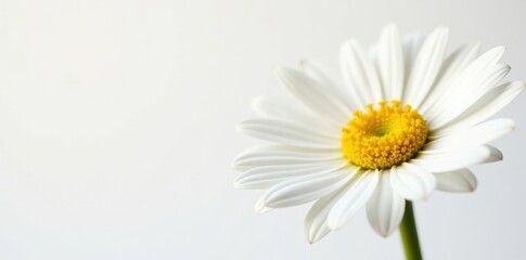 Naklejka premium Close-up daisy, sharp detail, pure white backdrop, floral photography, flora