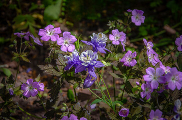 Garden geranium and columbine blooming in the garden.