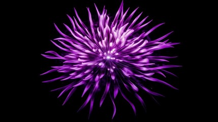Obraz premium Vibrant purple sea anemone on black background displaying radiant tentacles