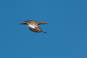 duck in flight