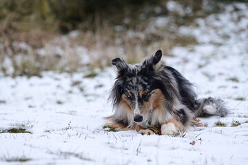 Schneehund. Schöner Hütehund liegt im Schnee und frisst