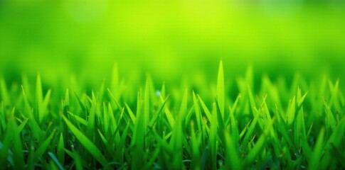 Fototapeta premium Lush green grass field, vibrant emerald hue, isolated , vibrant, summer, nature