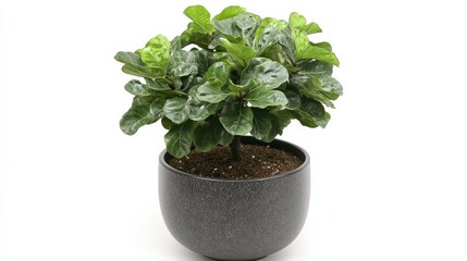 Fiddle Leaf Fig Tree in Stylish Ceramic Planter on Isolated Background