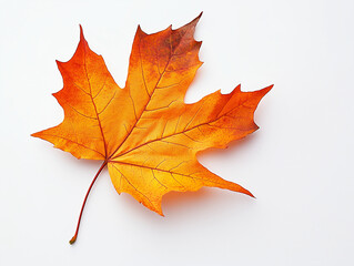 Obraz premium autumn maple leaf