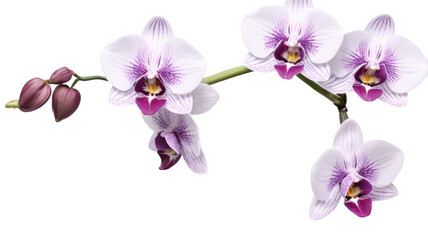 Zygopetalum Orchid flowers