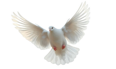 Fototapeta premium A white pigeon is flying