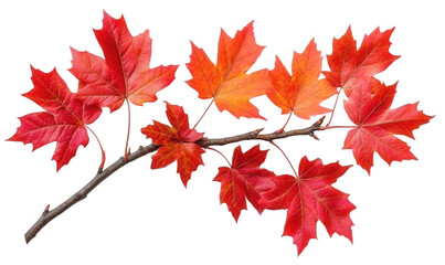 Fototapeta premium Autumn, red maple leaves